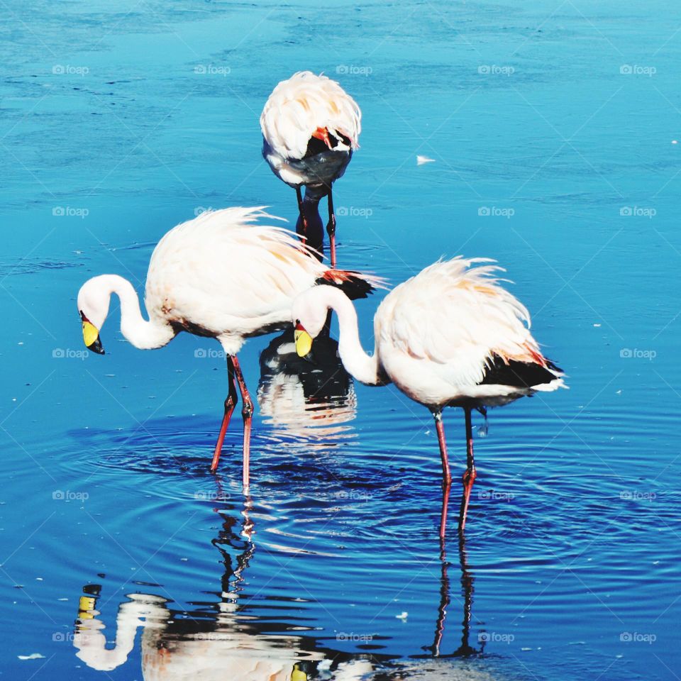 the crane is looking for a lake