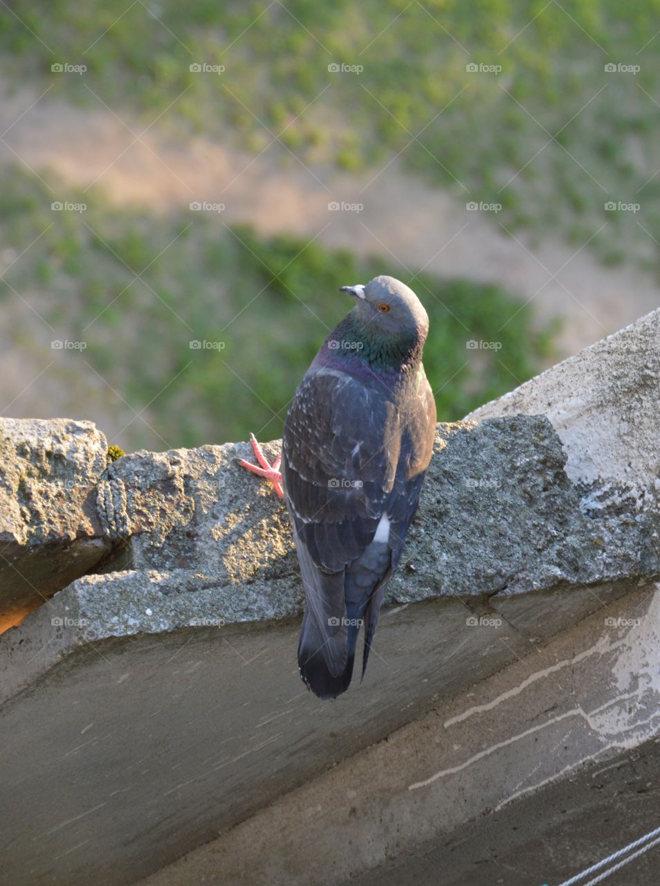 pigeon on balcony looking at me