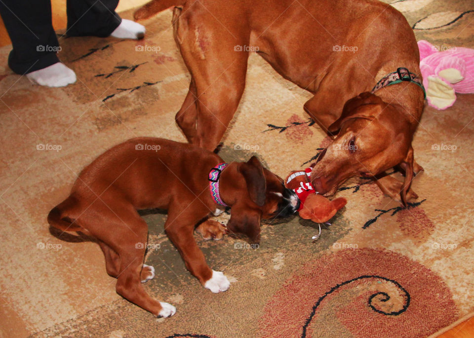 Viszla and puppy playing with toy