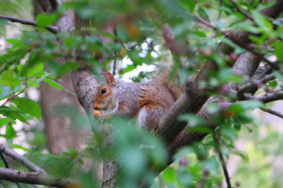 Squirrel on branch
