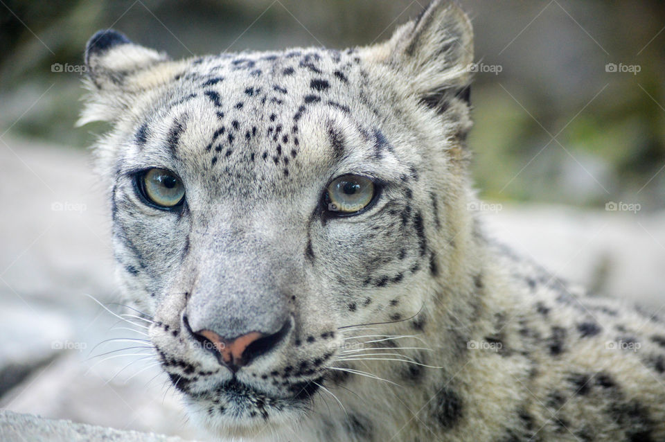 Close-up of snow leopard