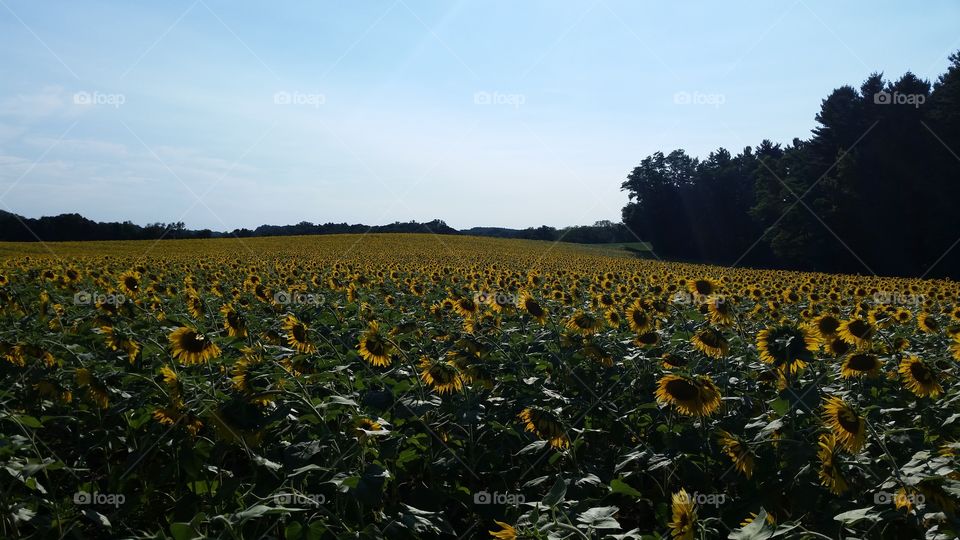 Endless field of happy...