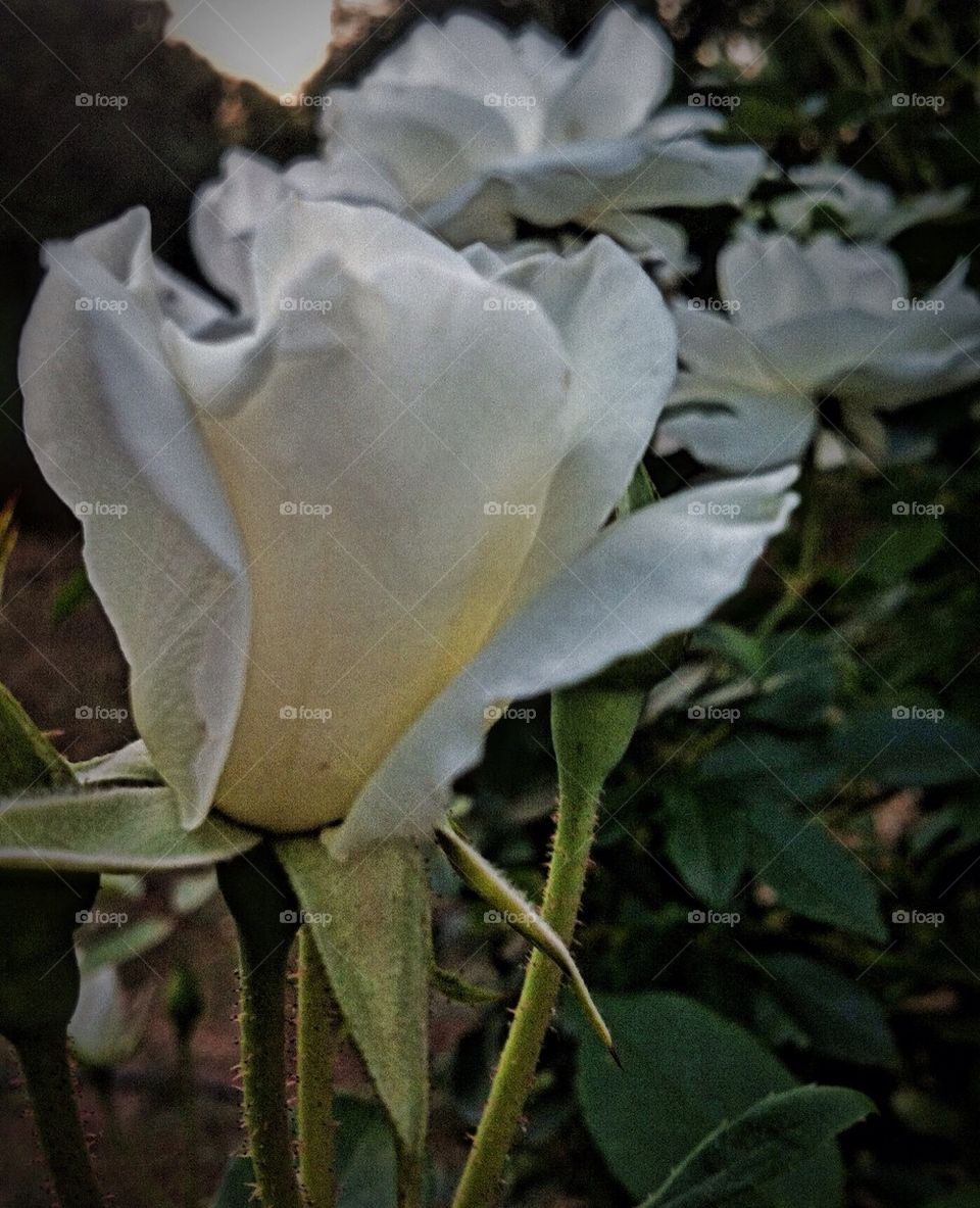 White rose