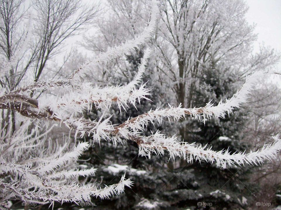 View of frozen trees