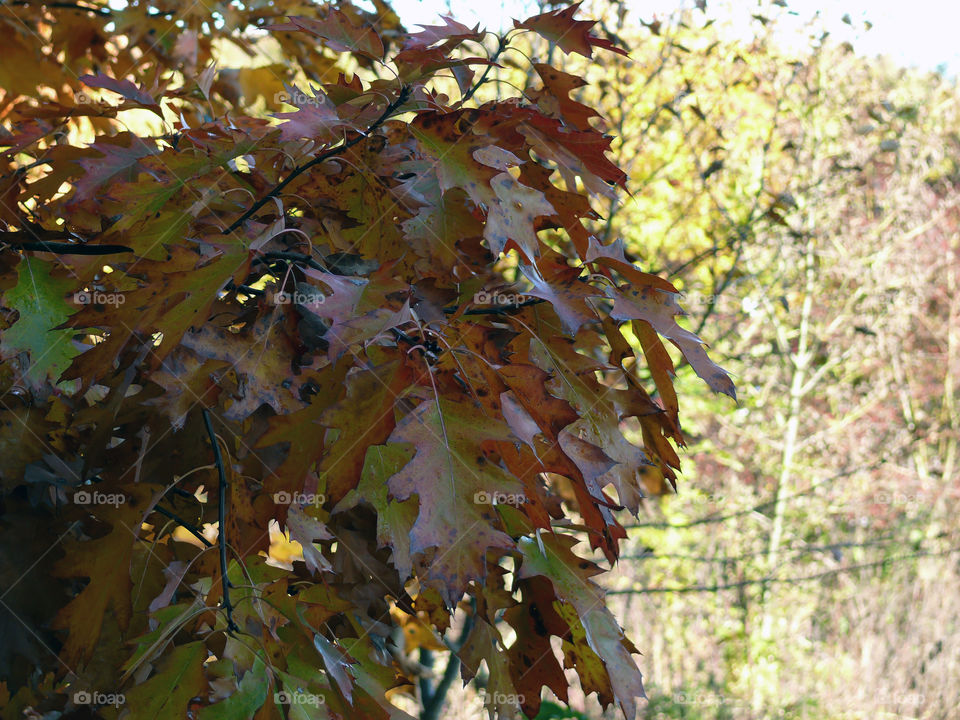 Autumn leaves on tree in Niechorze, Poland.