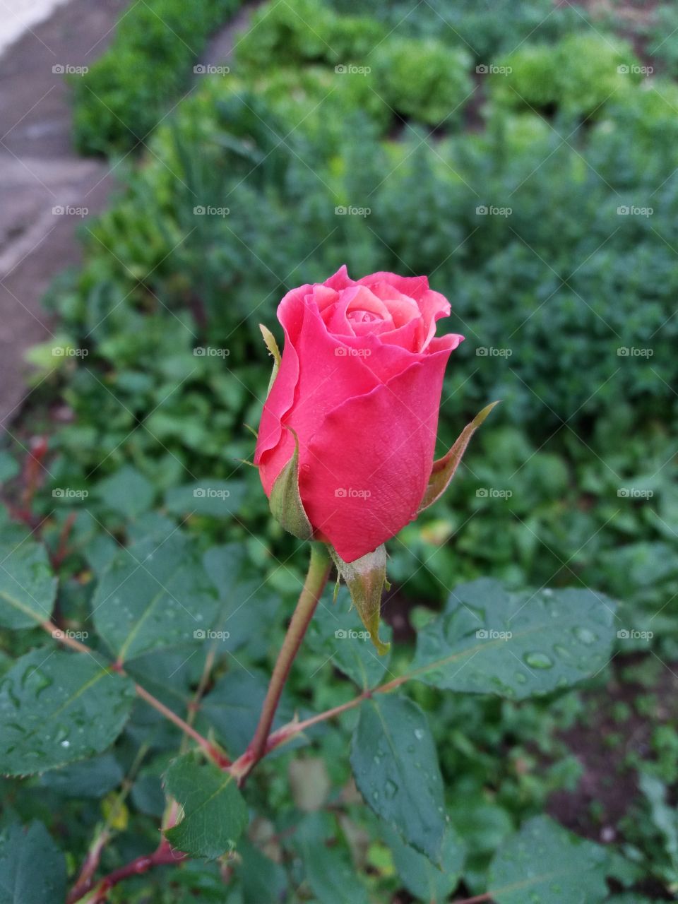 rose beauty