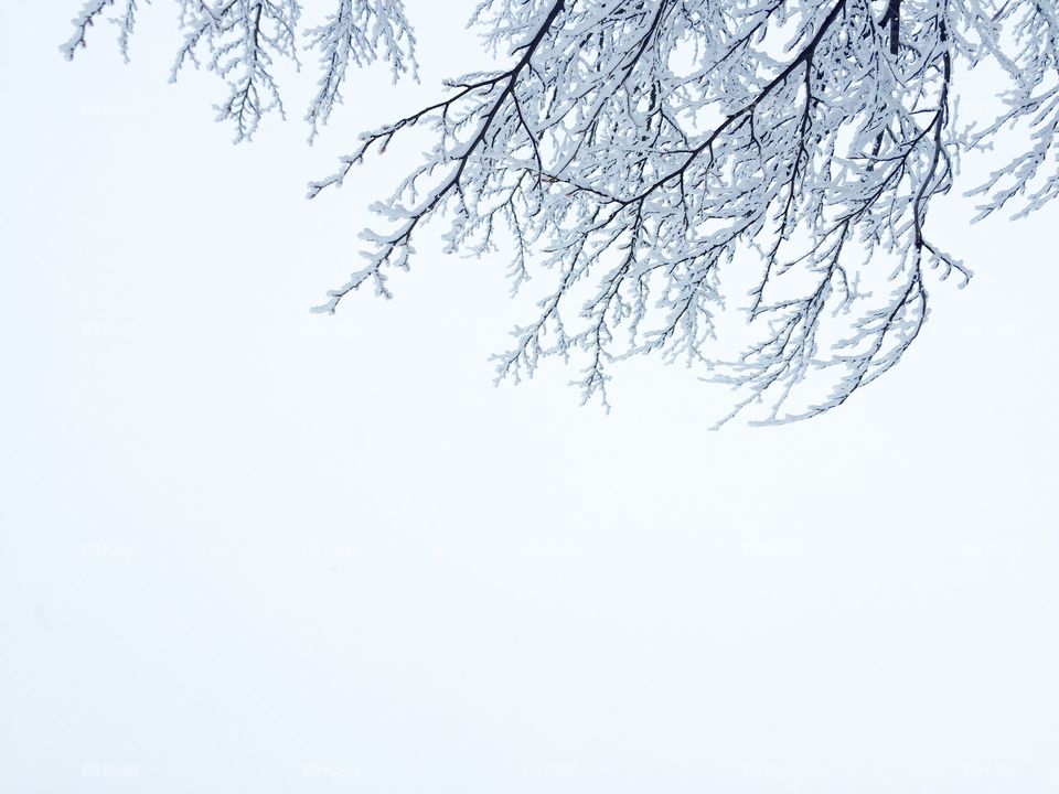 Snowy branches in winter