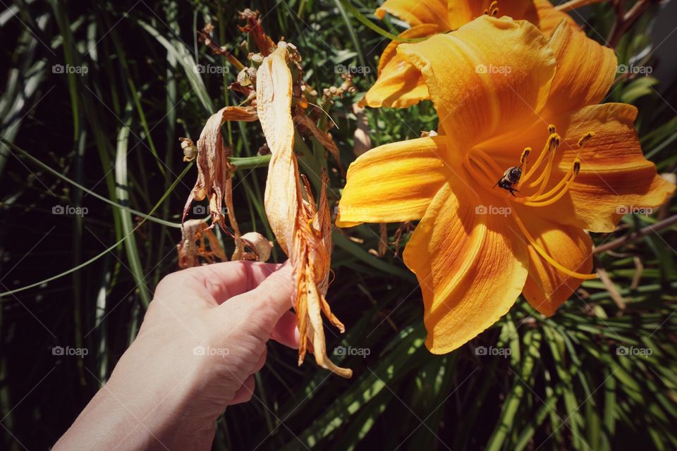 Summer Flower Tending