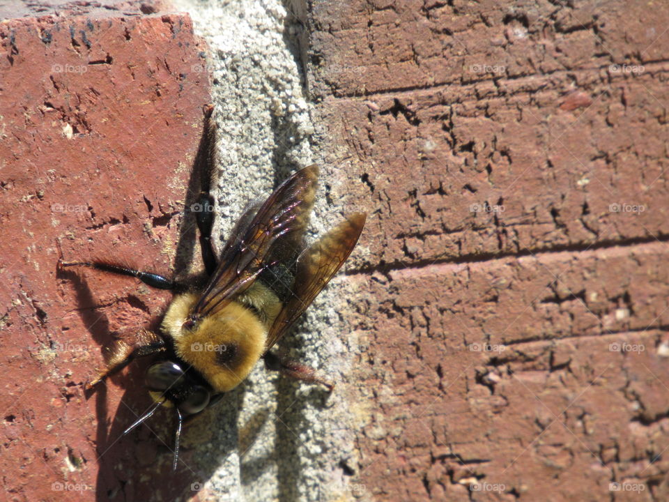 Bumble bee on brick