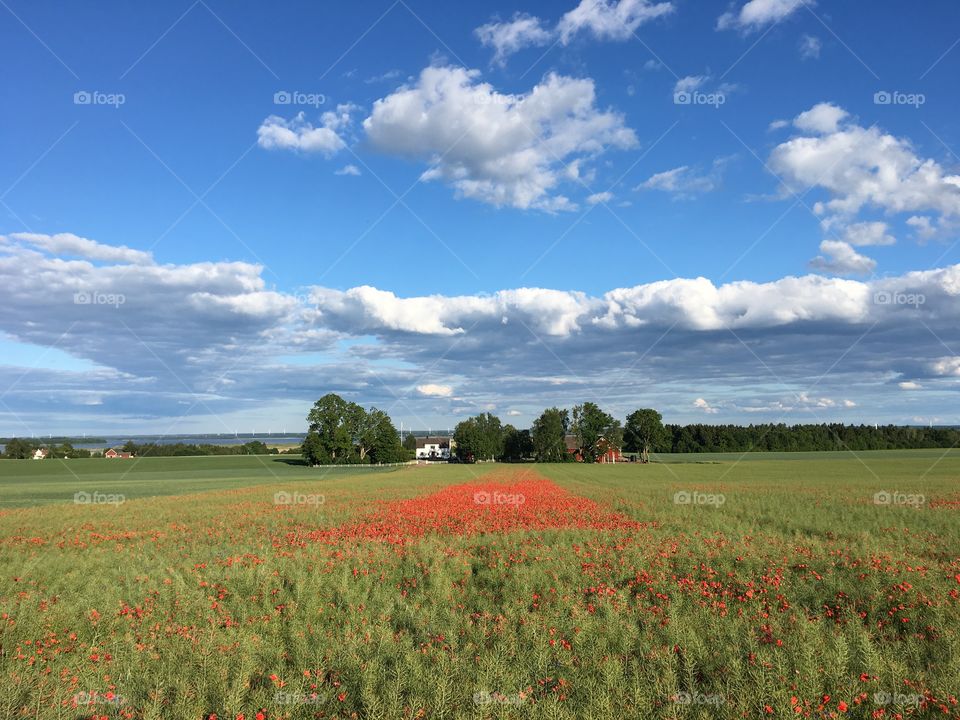 Landscape, Östergötland, Sweden 