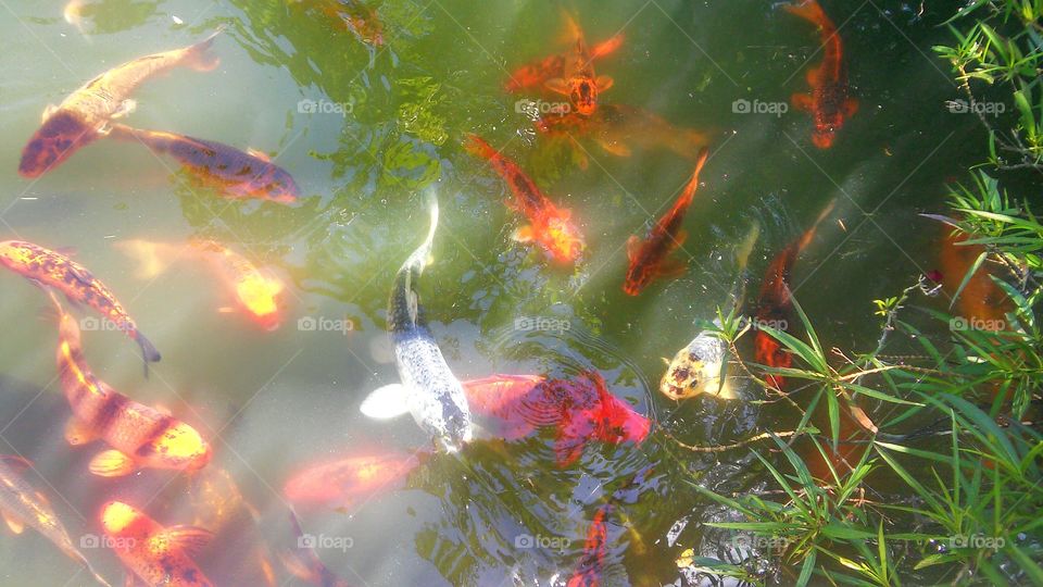 Fish, Underwater, Aquarium, Goldfish, Carp