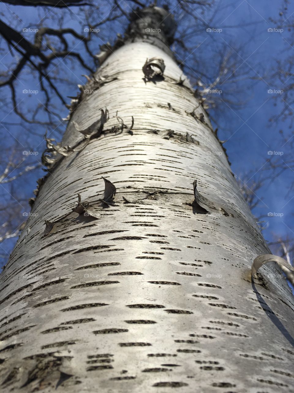 Birch tree