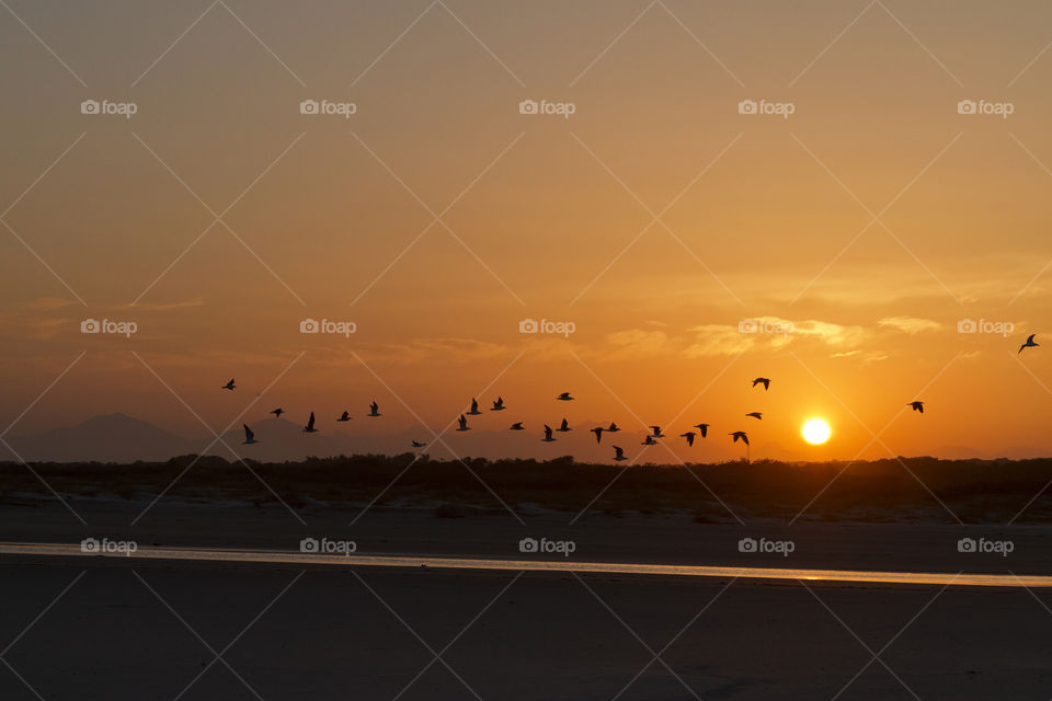 Birds at sunset.