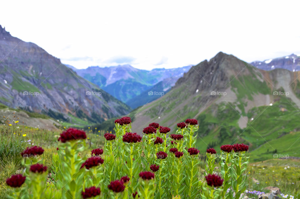 Alpine Wildflowers Colorado