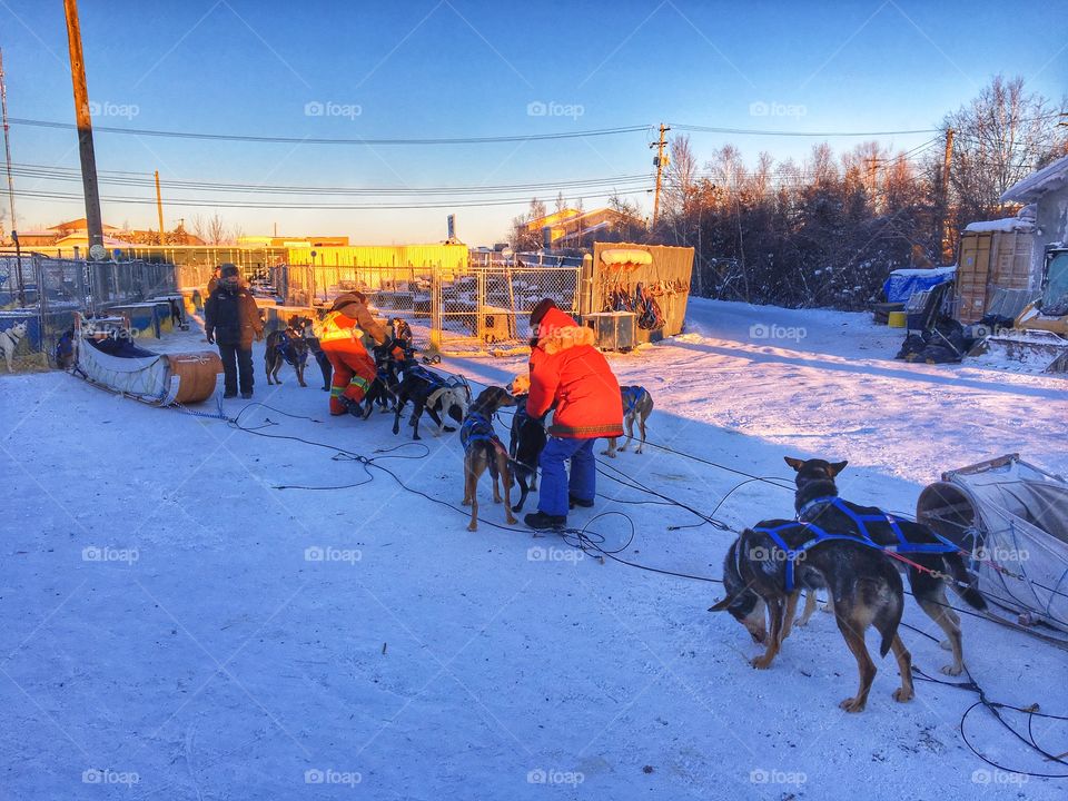 Dog sledding 