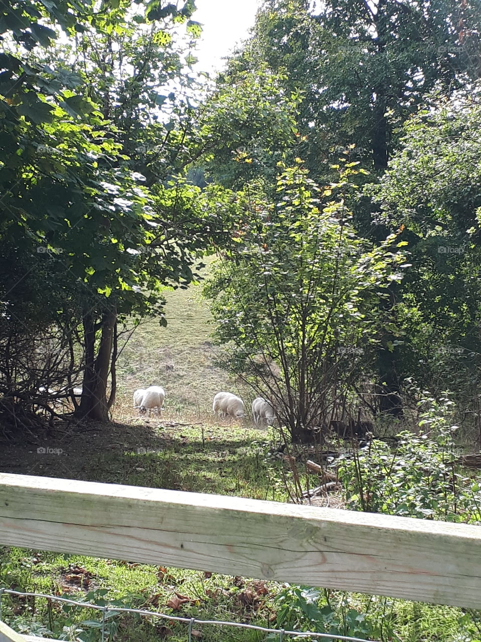 Sheep In A Woodland Field