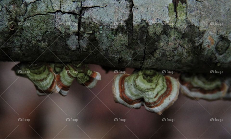 Mushrooms on tree stump.