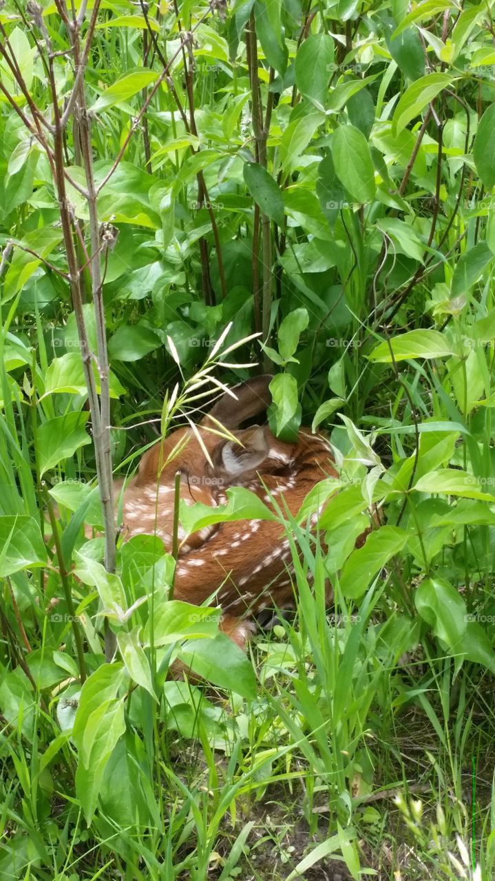 fawn hides in the tall grass