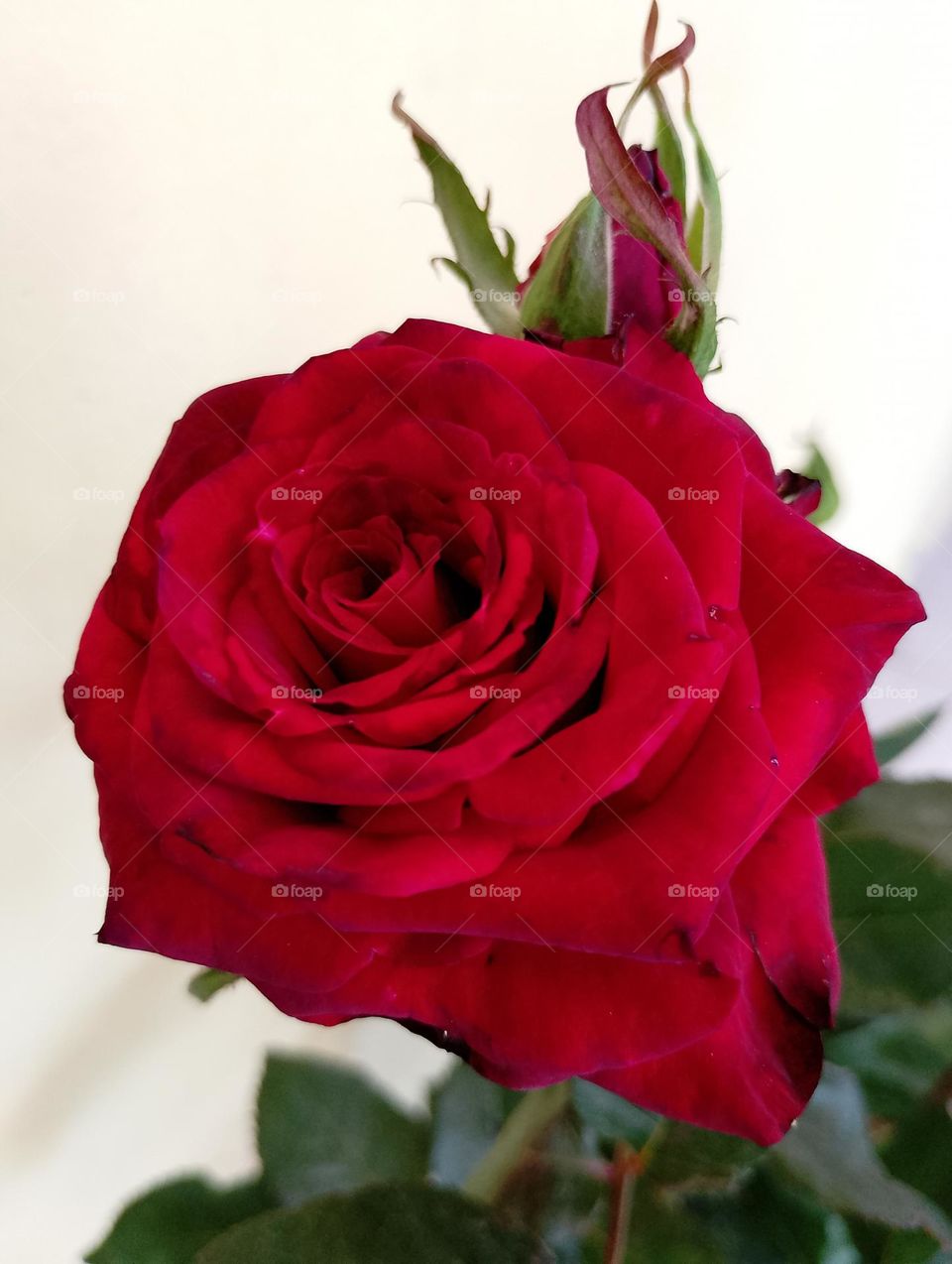 red rose