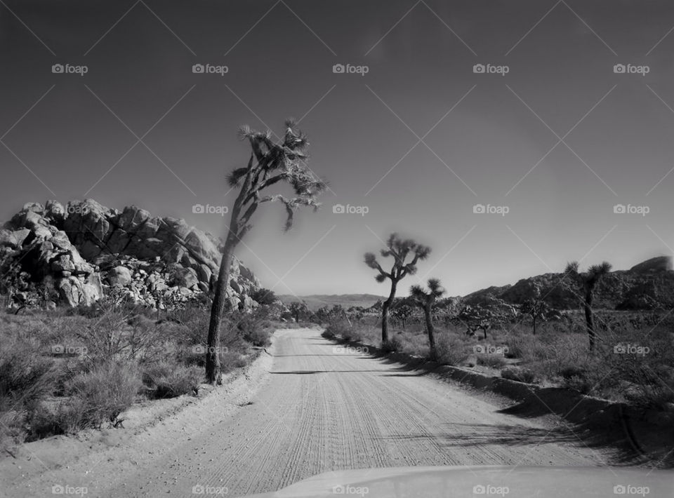 Joshua tree national park