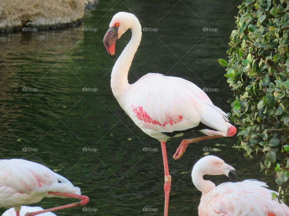 Flamingo 