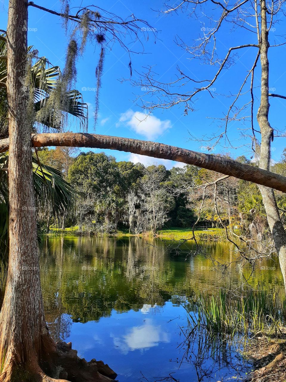 Landscape photo of Alice's pond at Mead Botanical Gardens in Winter Park, Florida.