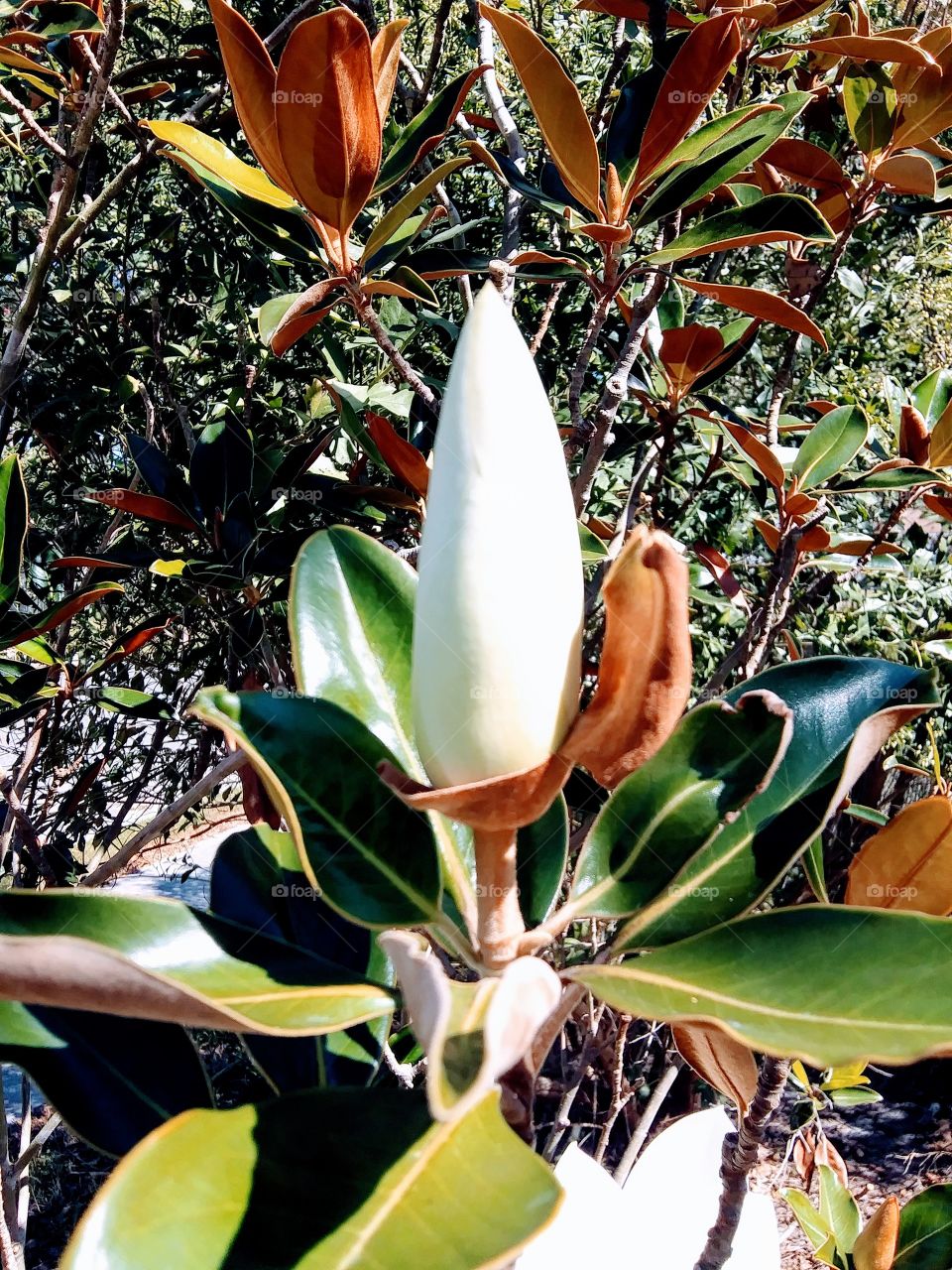 flower bud in autumn