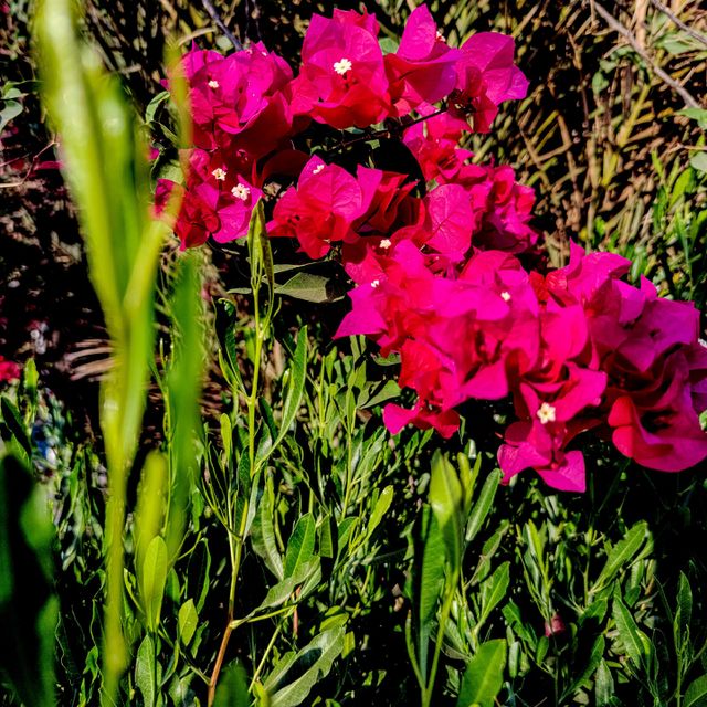 flowers