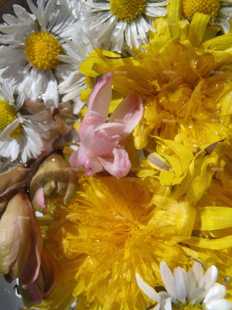 Daisy dandelion and hyacinth water