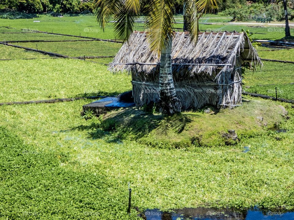 Grass hut on hawaiian farm. 