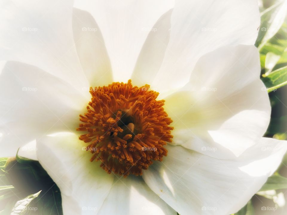 Peony Montreal botanical gardens 