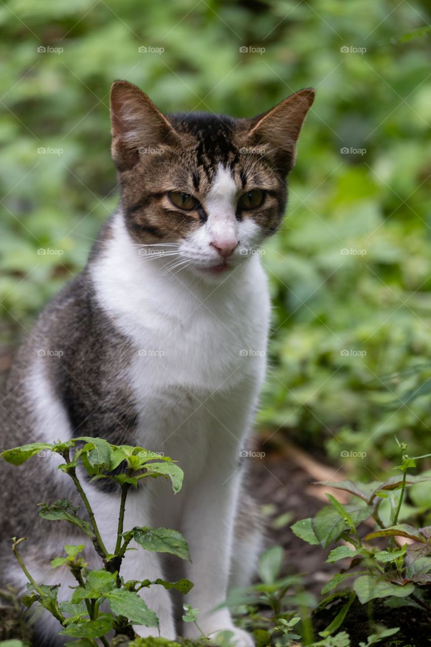 close up of anger cat