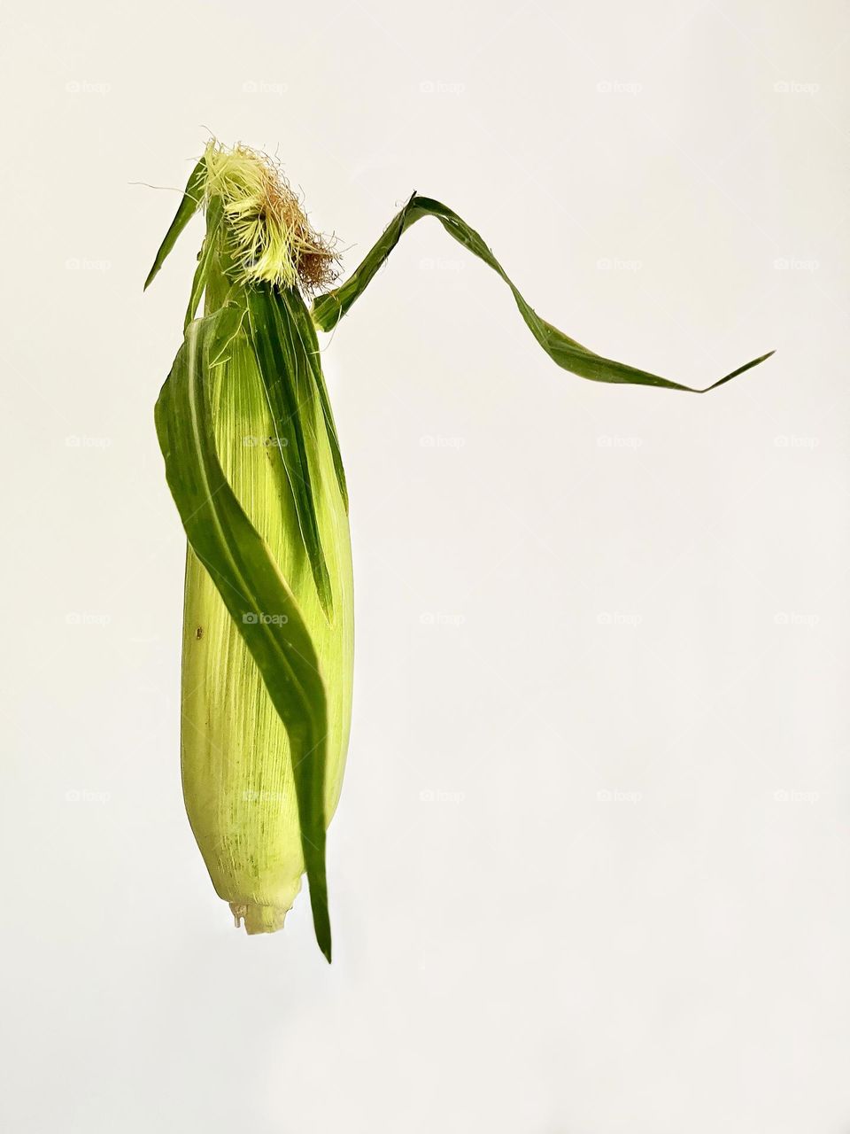Close-up shot of a head of corn on a white background