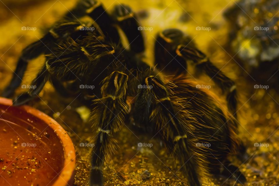 Tarantula.