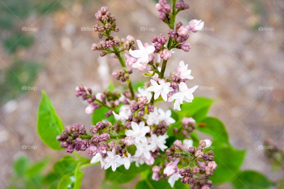 Close-up of flowers