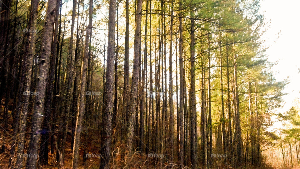 Sunrise through the trees