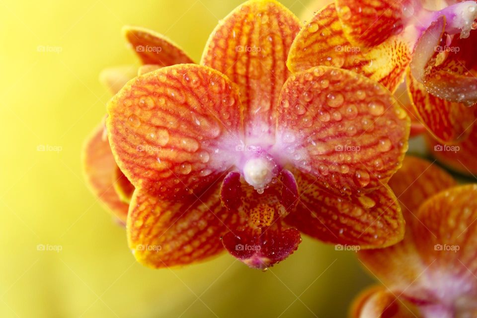 Orange orchid 