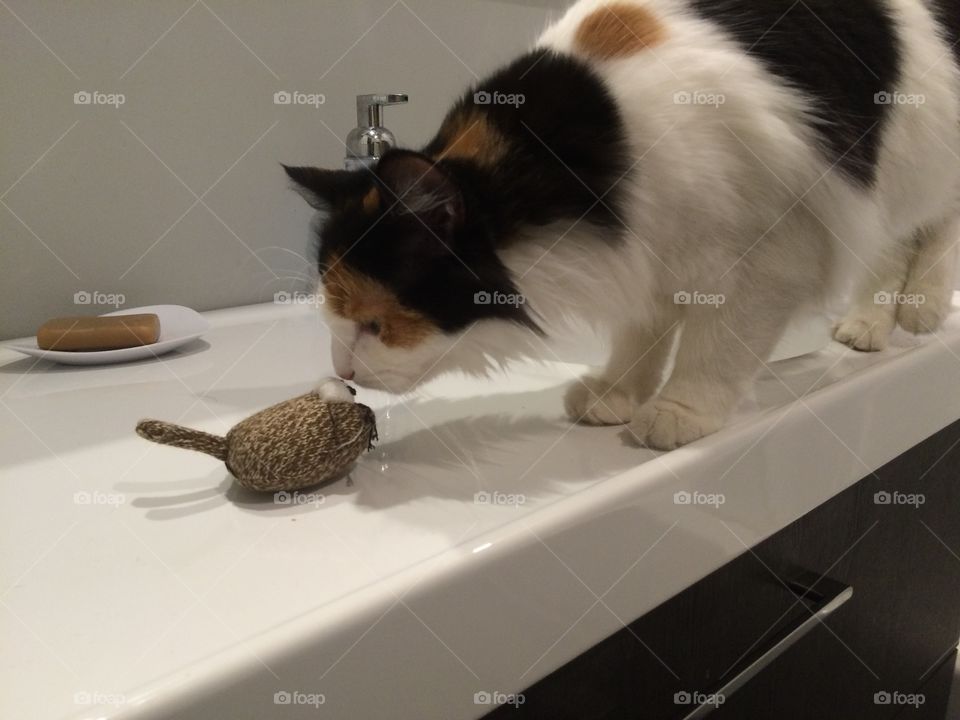 Calico cat with mouse toy