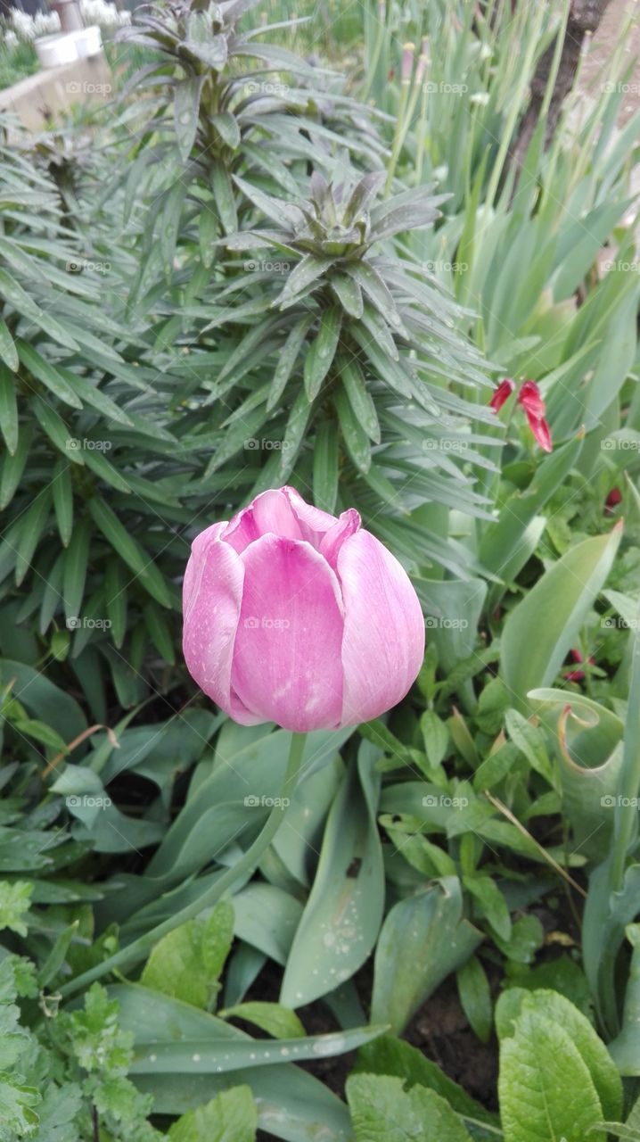 Tulip, Tulip flower