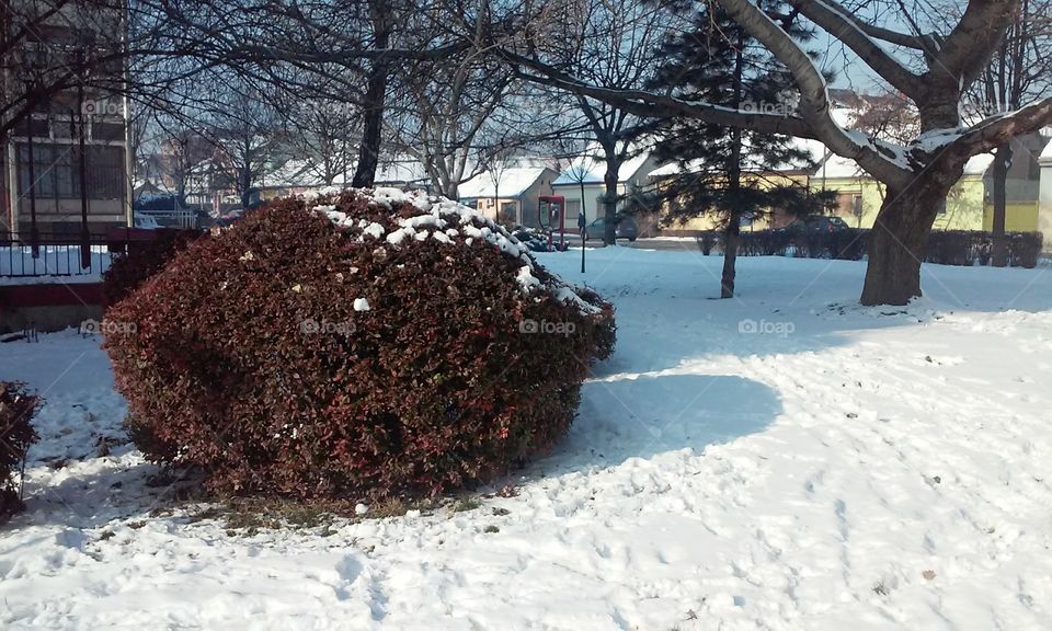 #tree#snow#sun#street