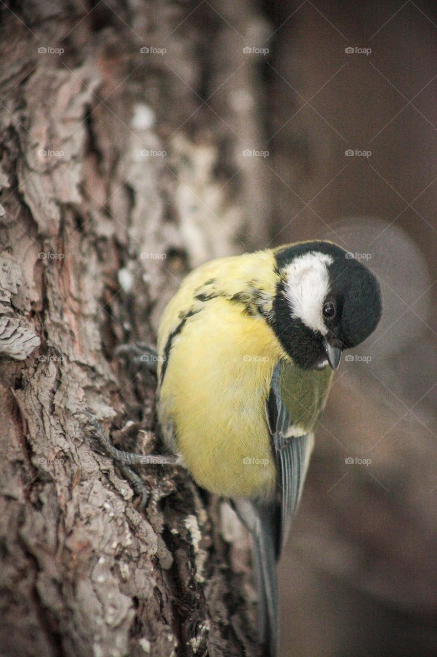 Incredibly beautiful bird