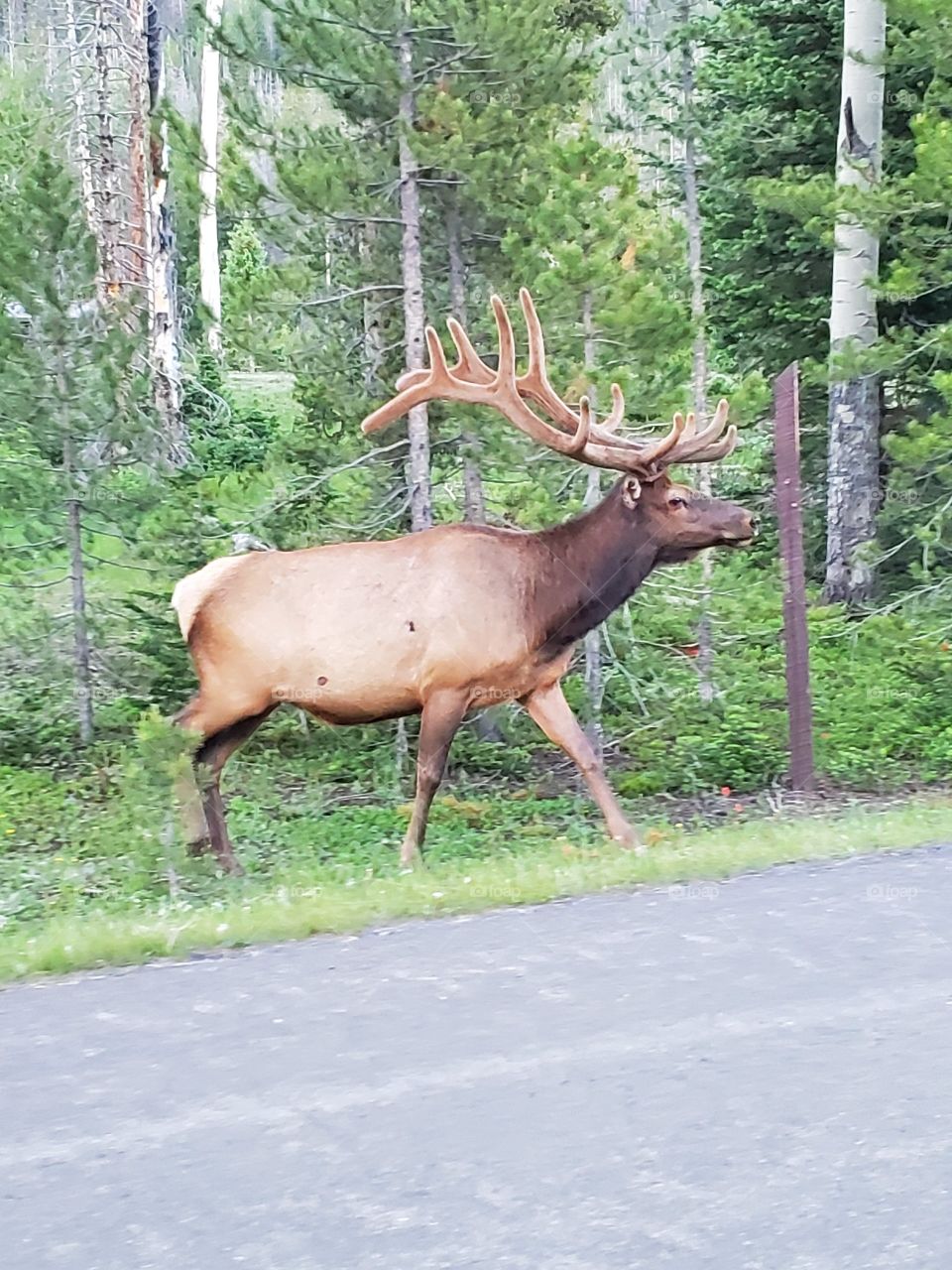 elk