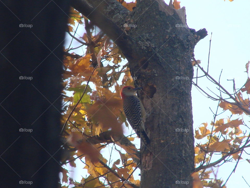The Woodpecker!