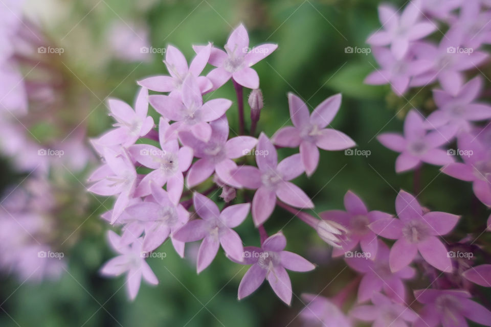 Small pink flowers