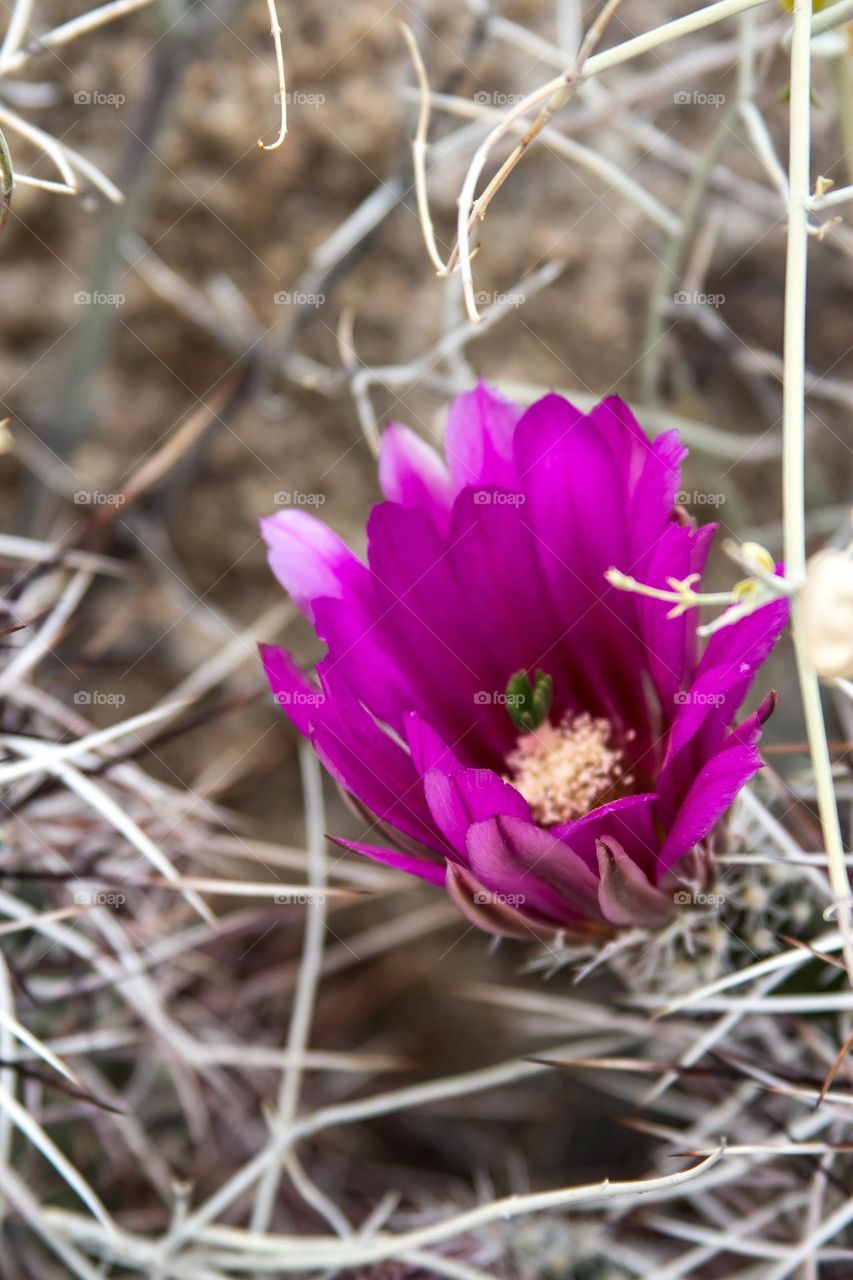 Pink, magenta desert rose flower blooming on a cactus on a beautiful sunny day in Joshua tree National Park in California 