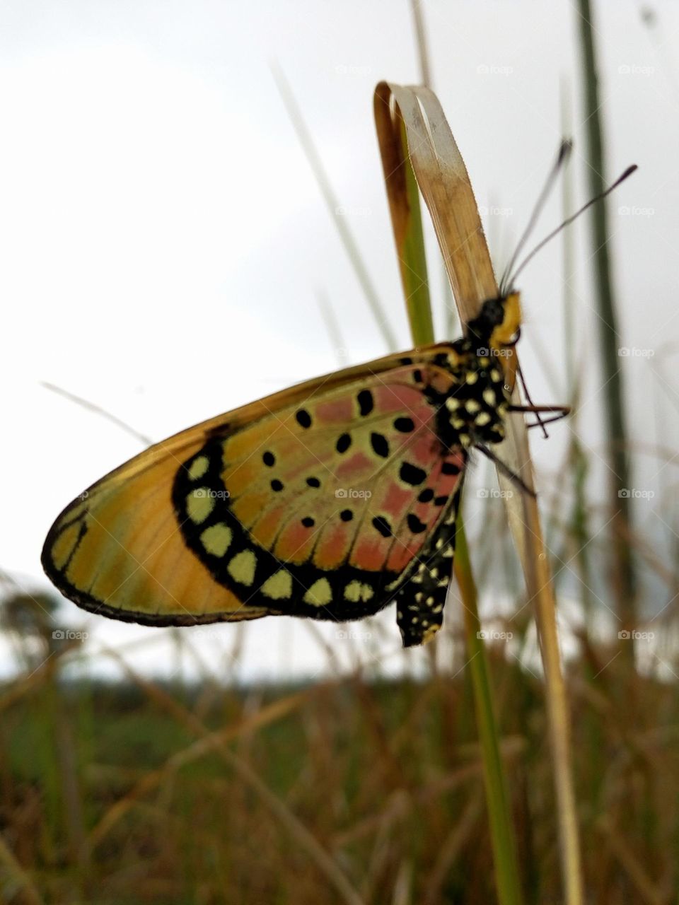 A butterfly in a genus Acraea. Found it in a morning walk. Was a rain season and a little bit cold. 🦋
March 31, 2021
08:51am