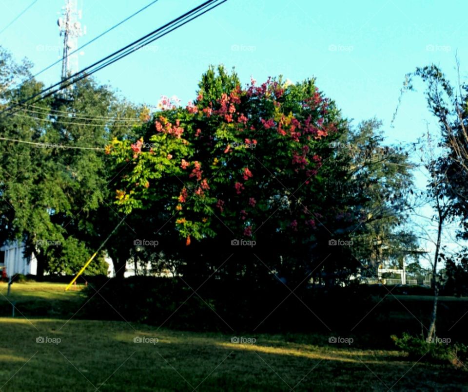 fall. favorite tree in fall