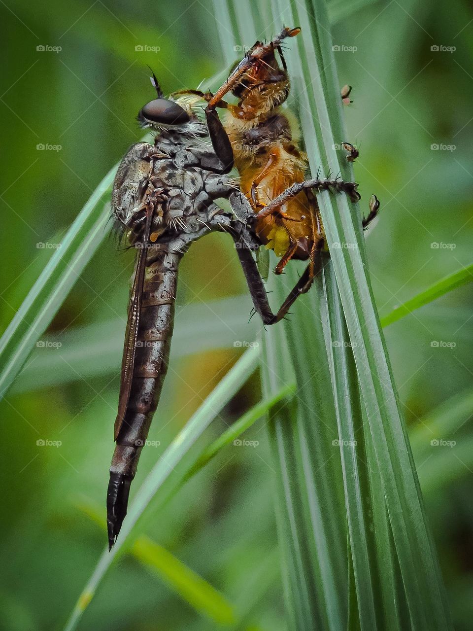 Lunch time of Robberfly