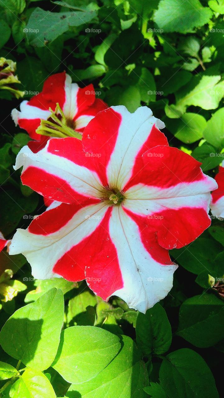 Petunia is genus of 20 species of flowering plants of South American origin.
Petunia Plants are evergreen plants. They are also known as annuals, mostly because of their long flowering season.