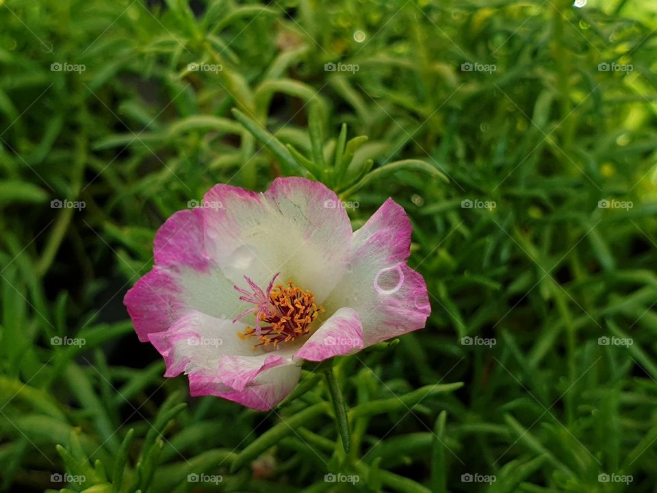  Portulaca Grandiflora or Moss-rose